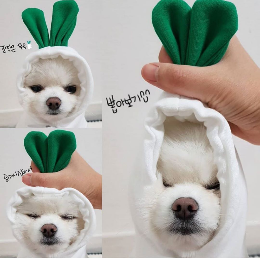 Dog Winter Clothing | Autumn And Winter Pet Clothing | KayEssence