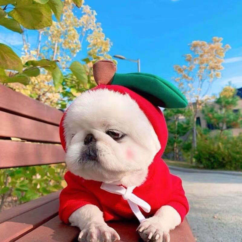 Dog Winter ClothingDog Winter Clothing | Autumn And Winter Pet Clothing | KayEssence