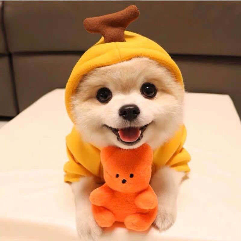 Dog Winter Clothing | Autumn And Winter Pet Clothing | KayEssence