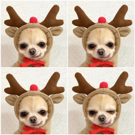 Dog Winter Clothing | Autumn And Winter Pet Clothing | KayEssence
